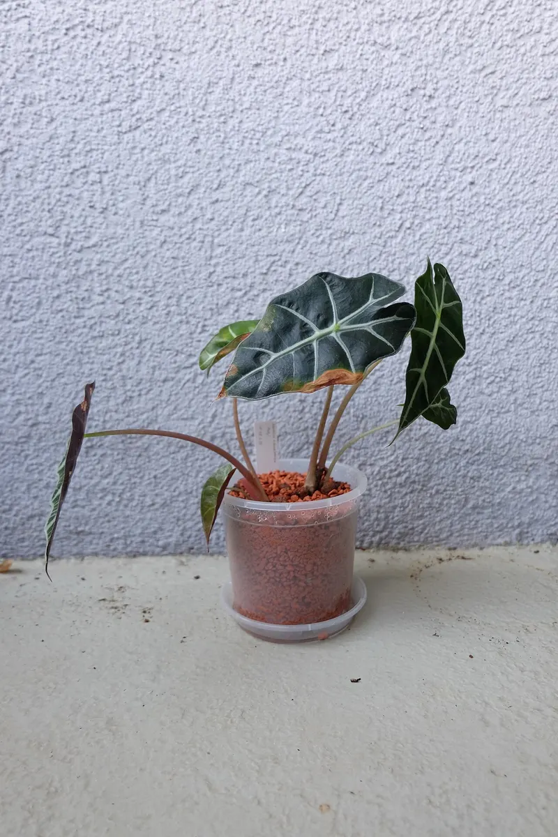 Alocasia Bambino Aurea Variegated