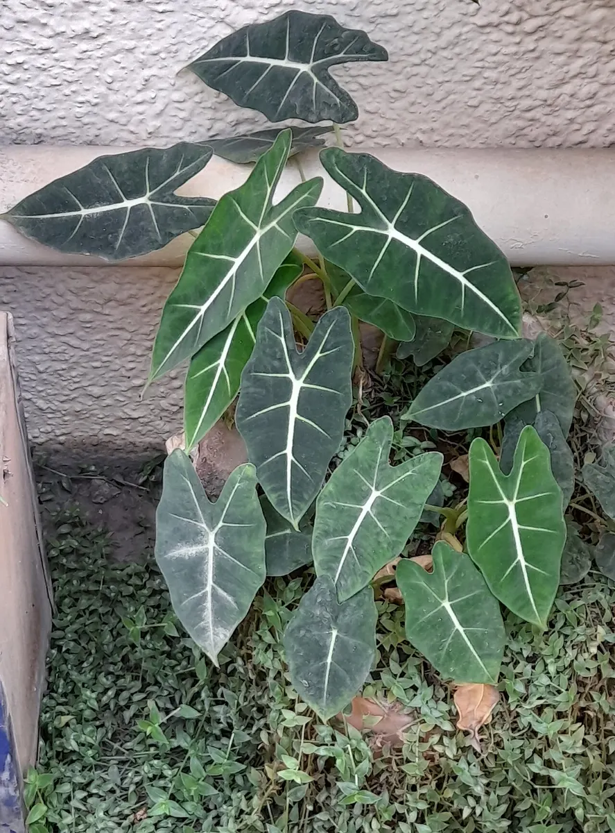 Alocasia Black Velvet Dalmatian Variegated