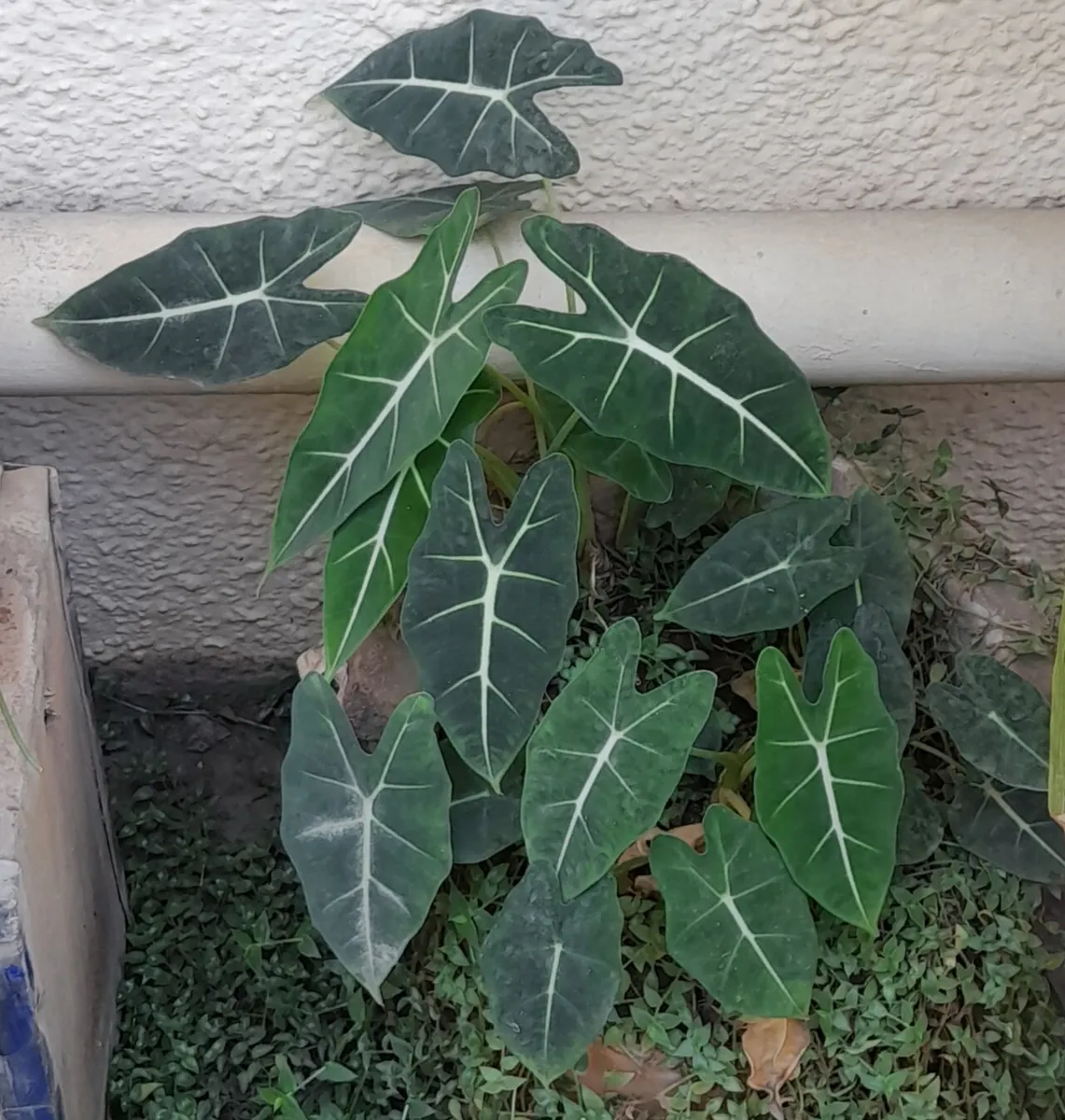 Alocasia Black Velvet Gold Variegated