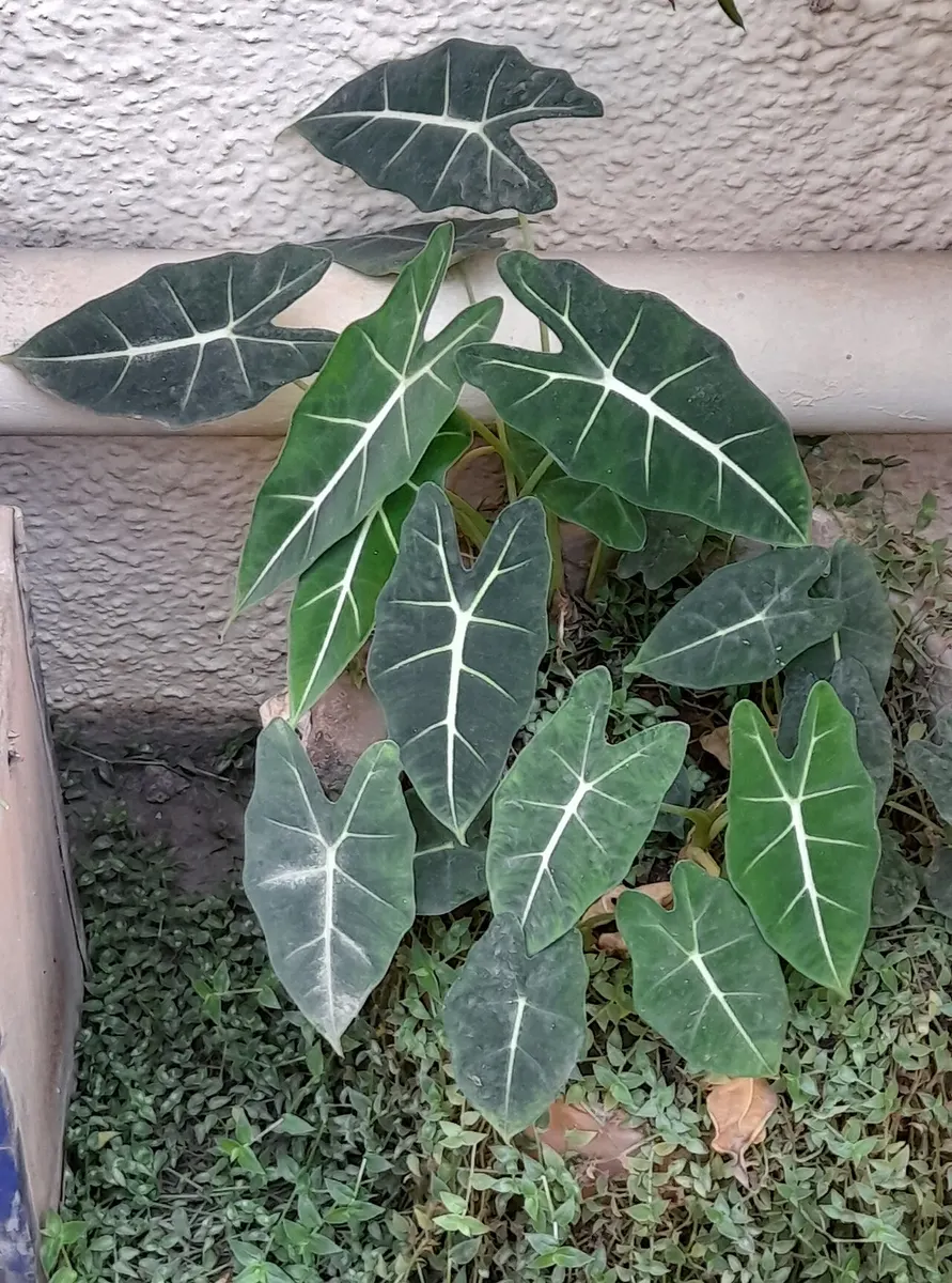 Alocasia Black Velvet Pink Variegated