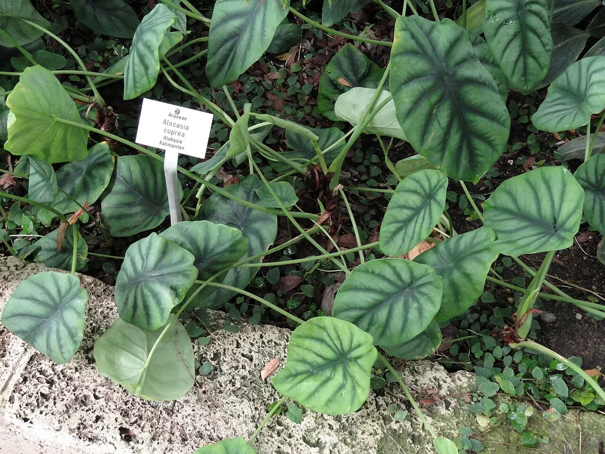 Alocasia Cuprea Red Secret Mint Variegated
