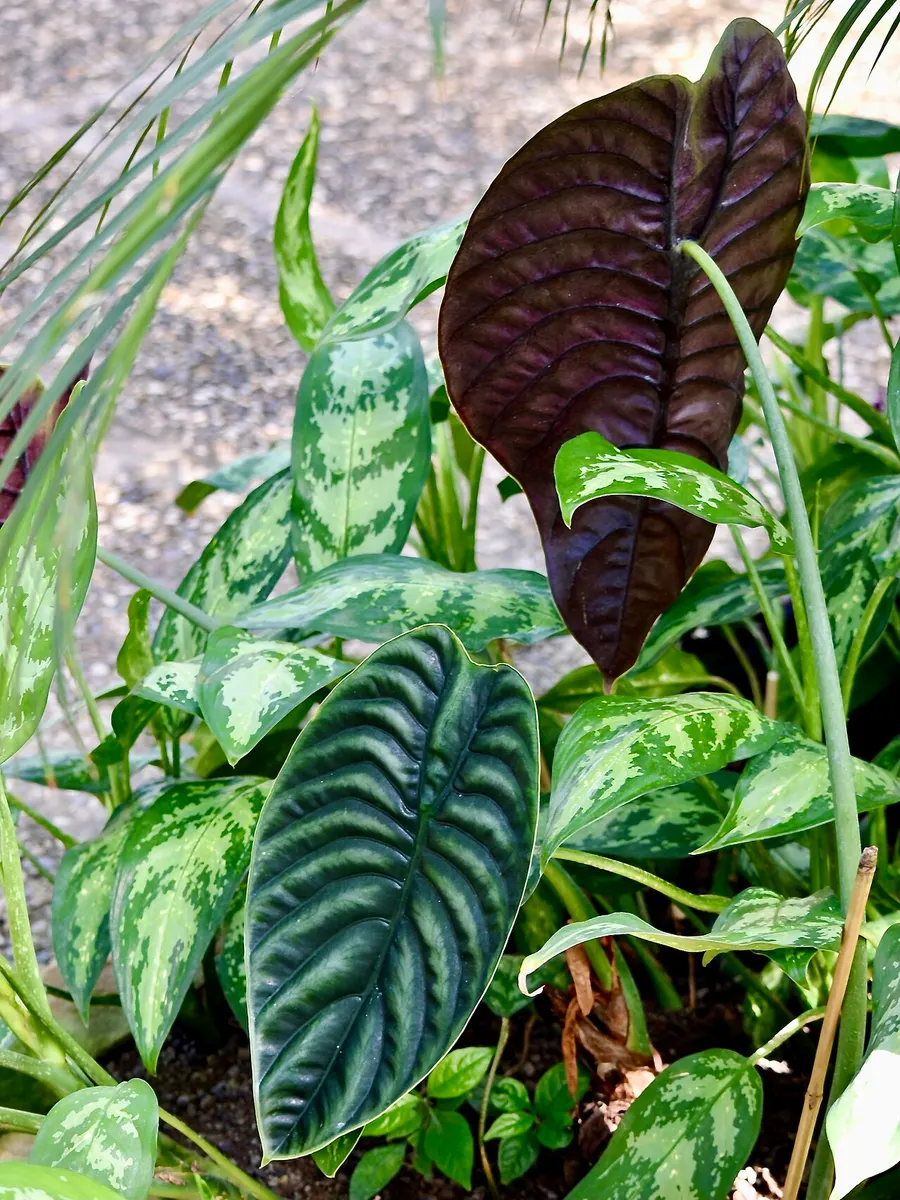 Alocasia Cuprea Red Secret Variegated Super Pink