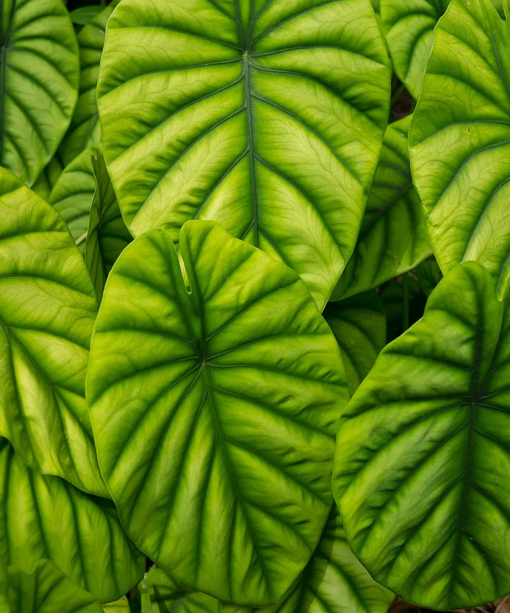 Alocasia Dragon Breath Aurea Variegated