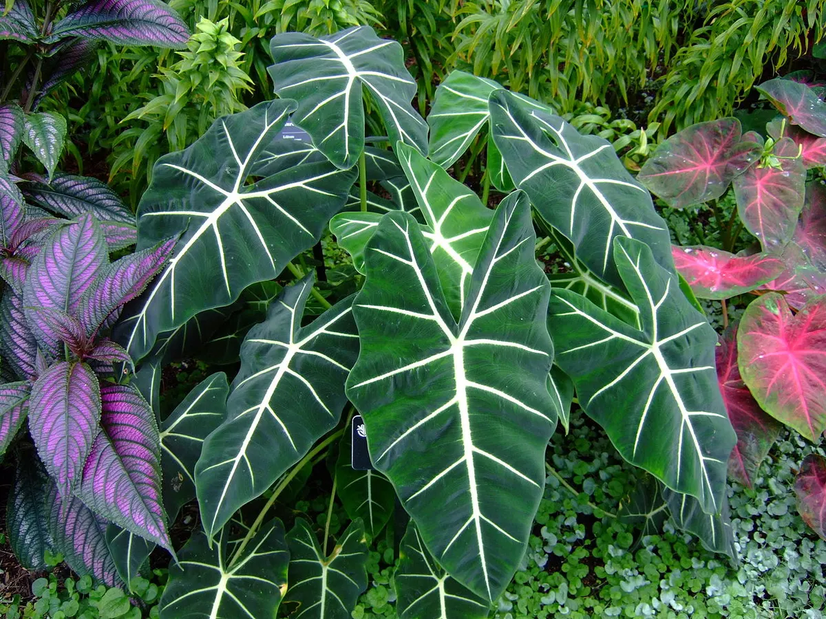 Alocasia Frydek Variegated
