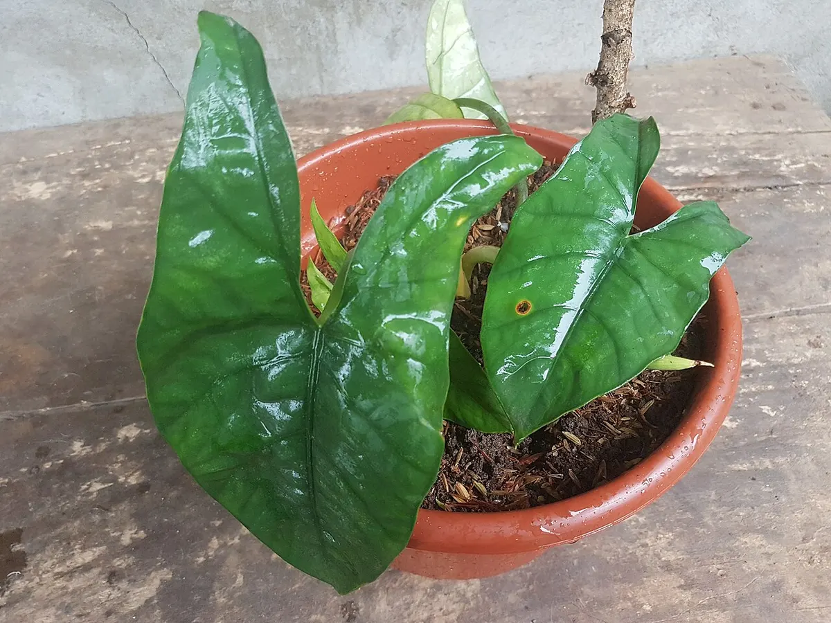 Alocasia Heterophylla Metallic Blue Albo Variegated