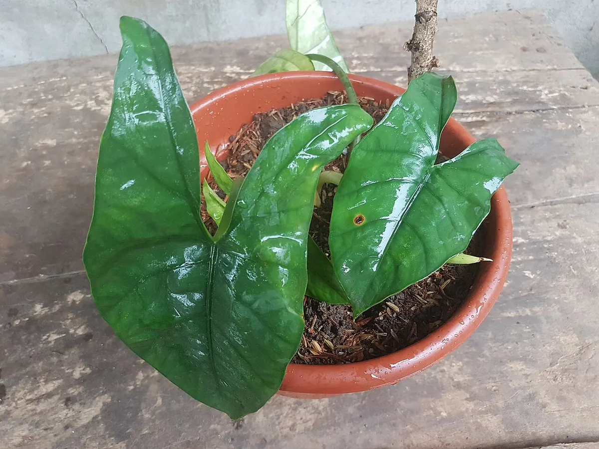 Alocasia Heterophylla Metallic Blue Aurea Variegated