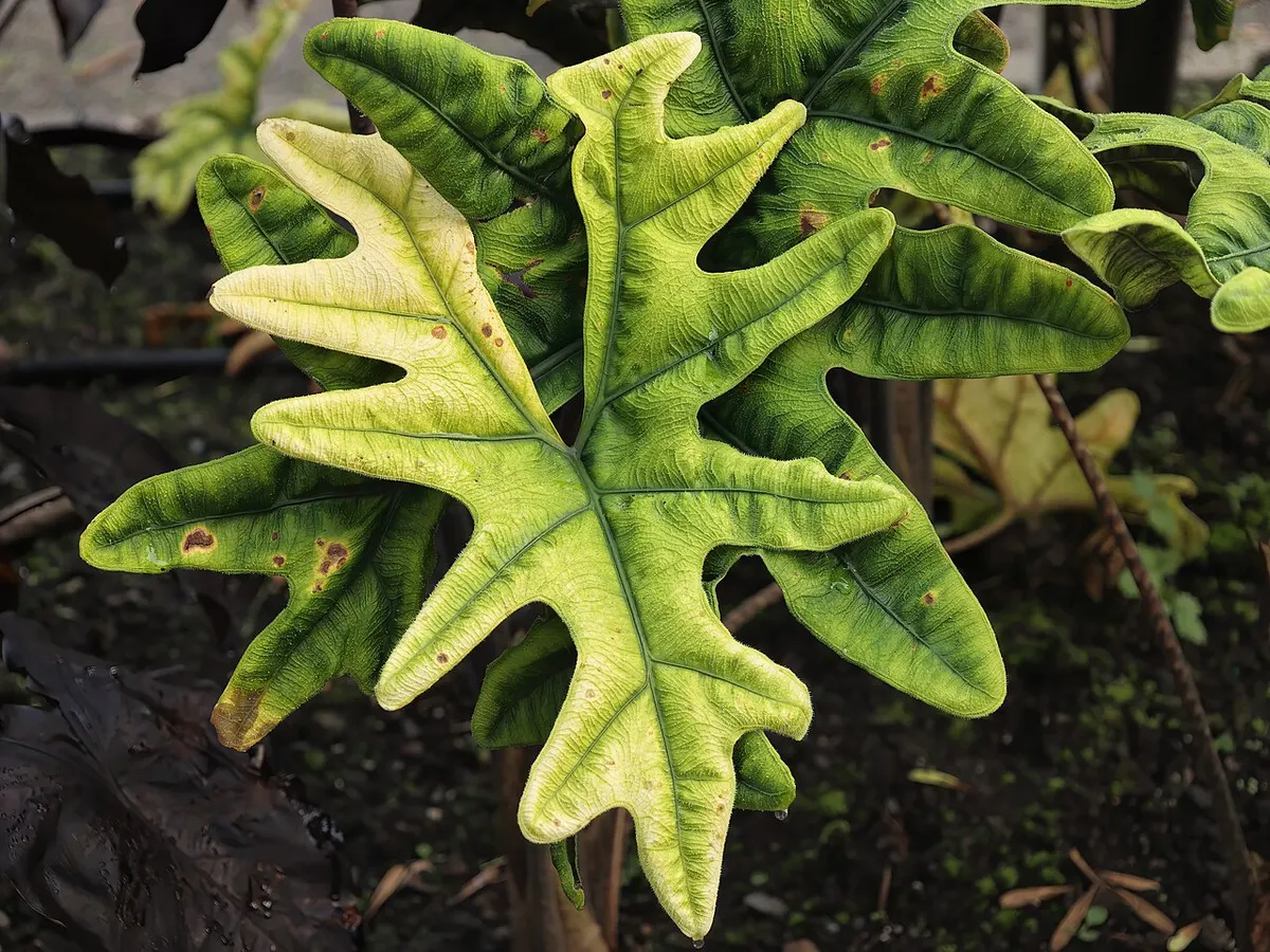 Alocasia Jacklyn Aurea Variegated