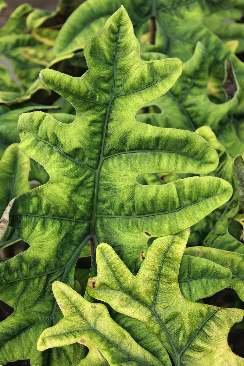 Alocasia Jacklyn Mystic Variegated
