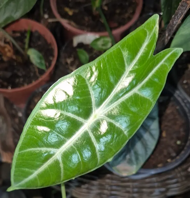 Alocasia Longiloba Grandis Pink Variegated