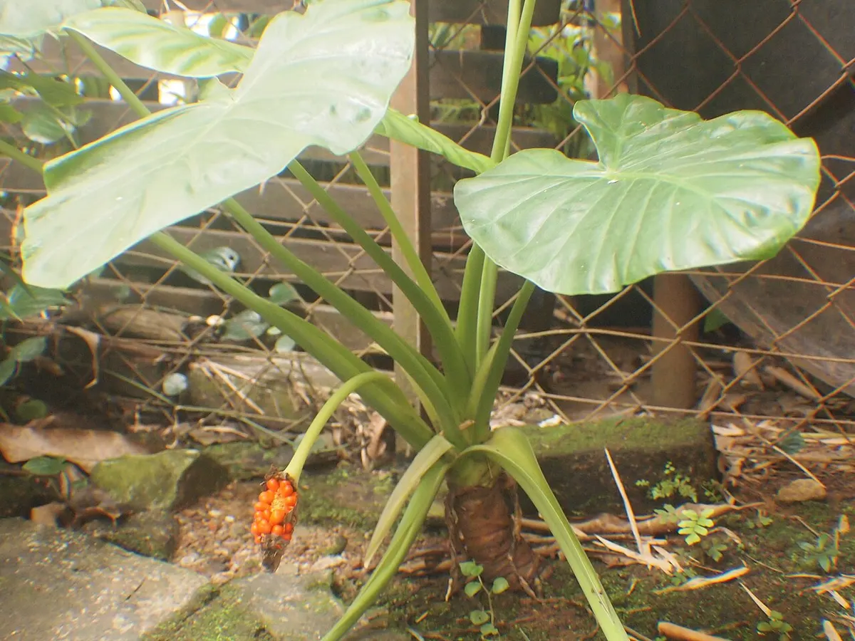 Alocasia Longiloba Suhirmaniana Aurea Variegated