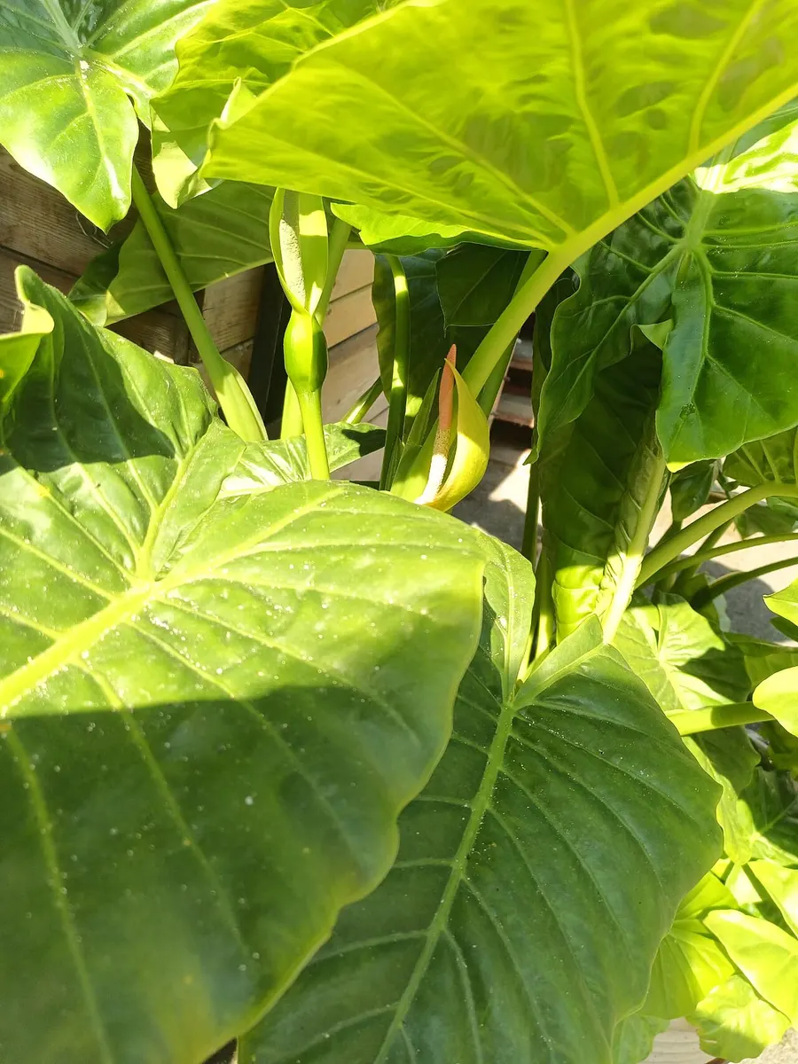 Alocasia Nebula Albo Variegated