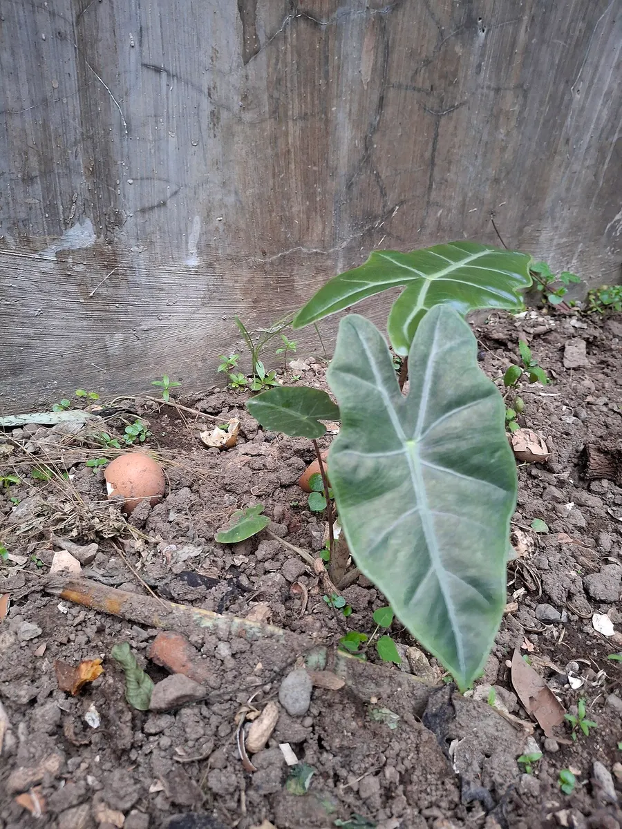 Alocasia Ninja Splash Variegated