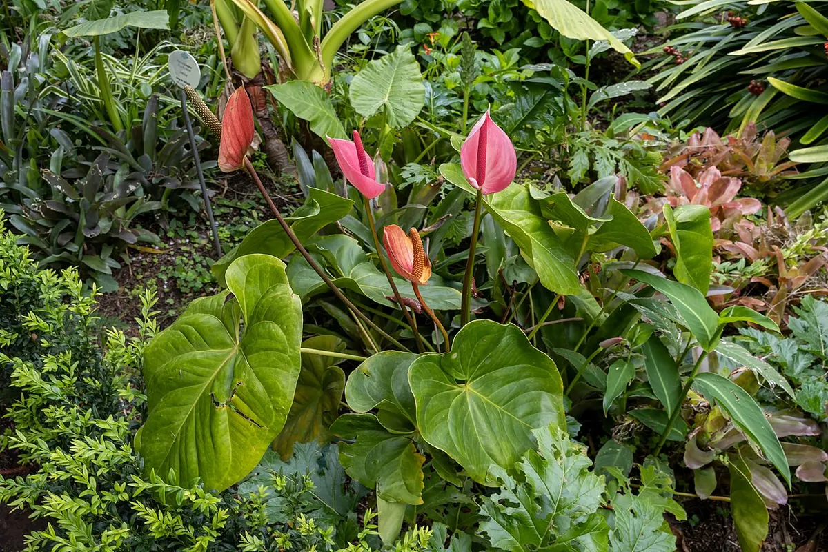 Alocasia Odora Sliver
