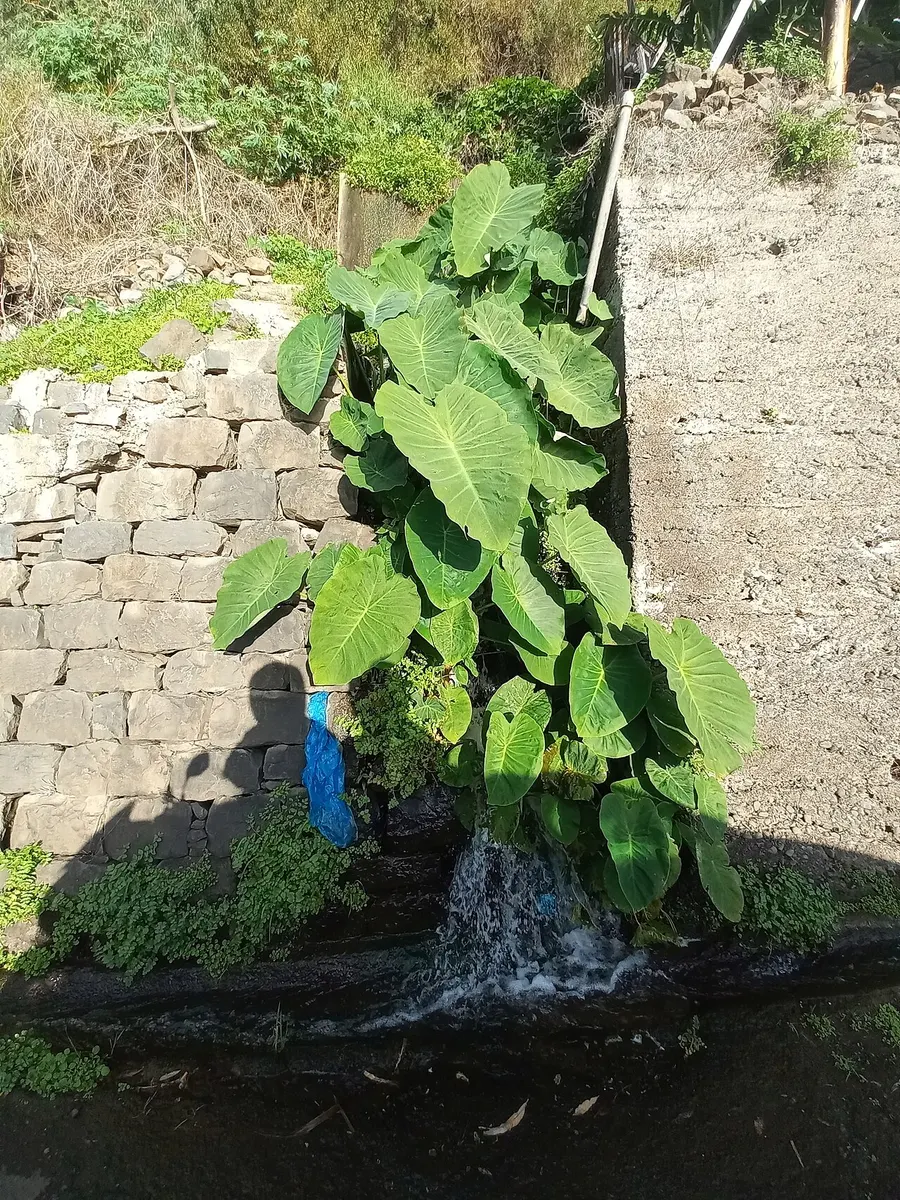 Alocasia Pseudo Sanderiana Pink Variegated