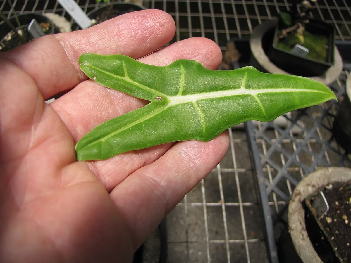 Alocasia Sarian Albo Variegated