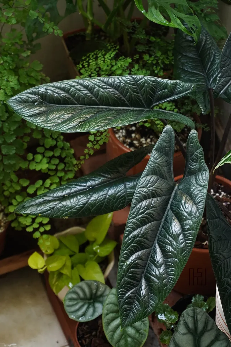 Alocasia Scalprum Albo Variegated