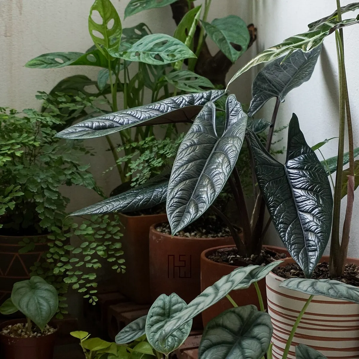 Alocasia Scalprum Aurea Variegated