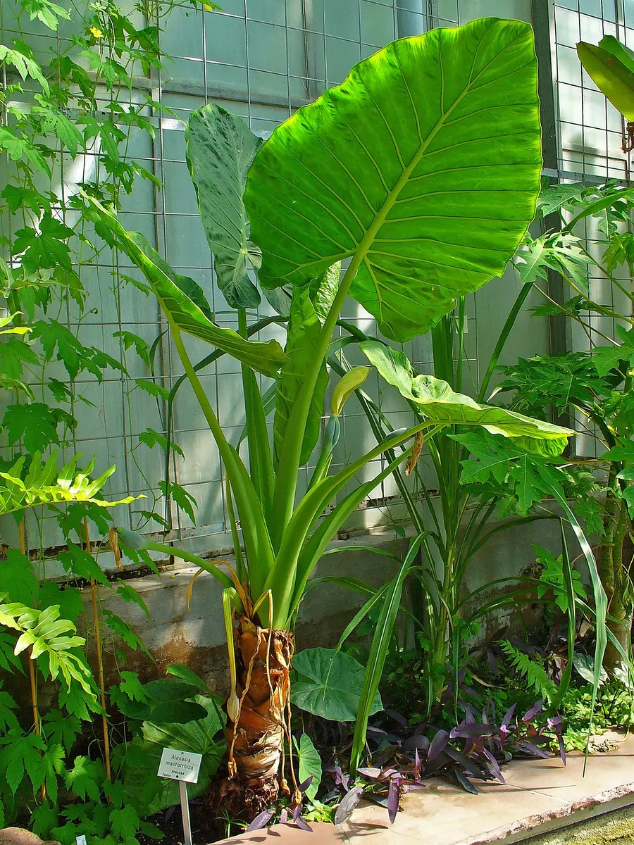 Alocasia Simpo Aurea Variegated