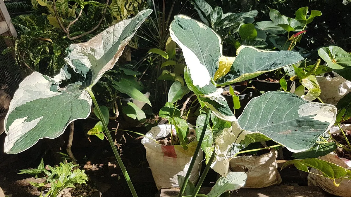 Alocasia Stingray Aurea Variegated