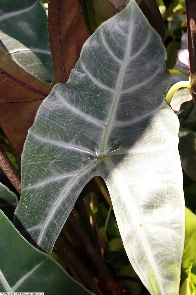 Alocasia Watsoniana Doff Albo Variegated