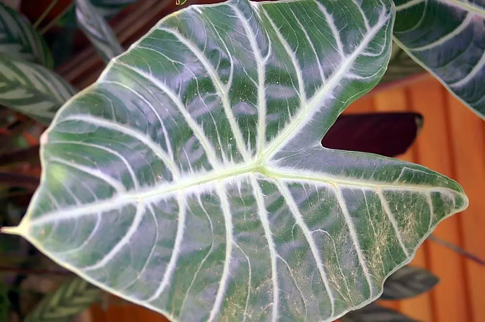 Alocasia Watsoniana Glossy Pink Variegated