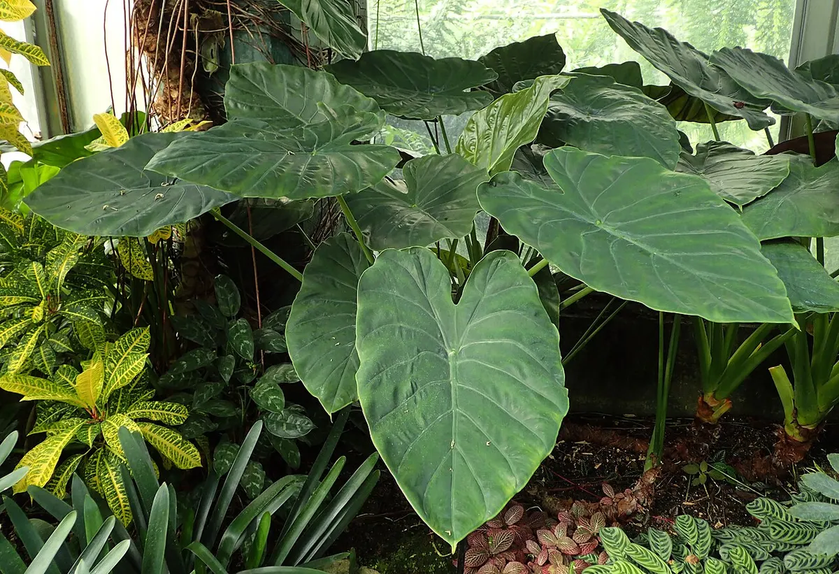 Alocasia Wentii Pink Variegated