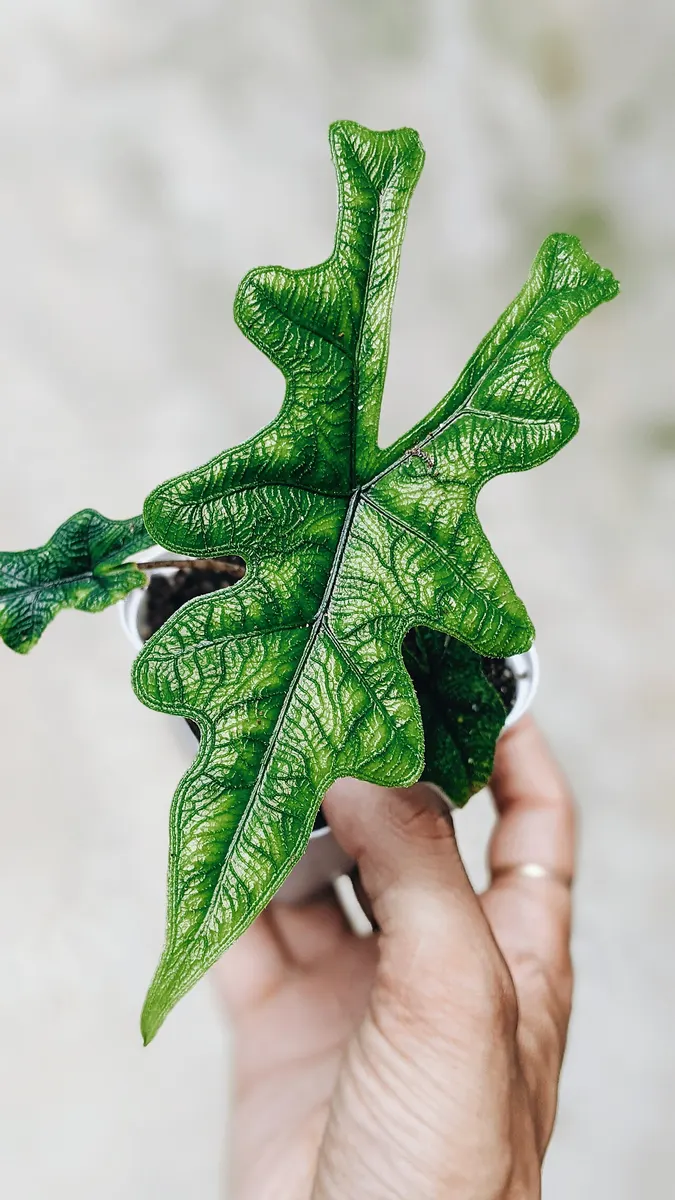 Alocasia Zebrina Aurea Variegated