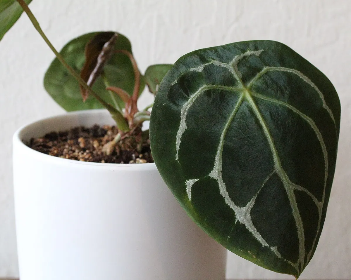 Anthurium Forgetii