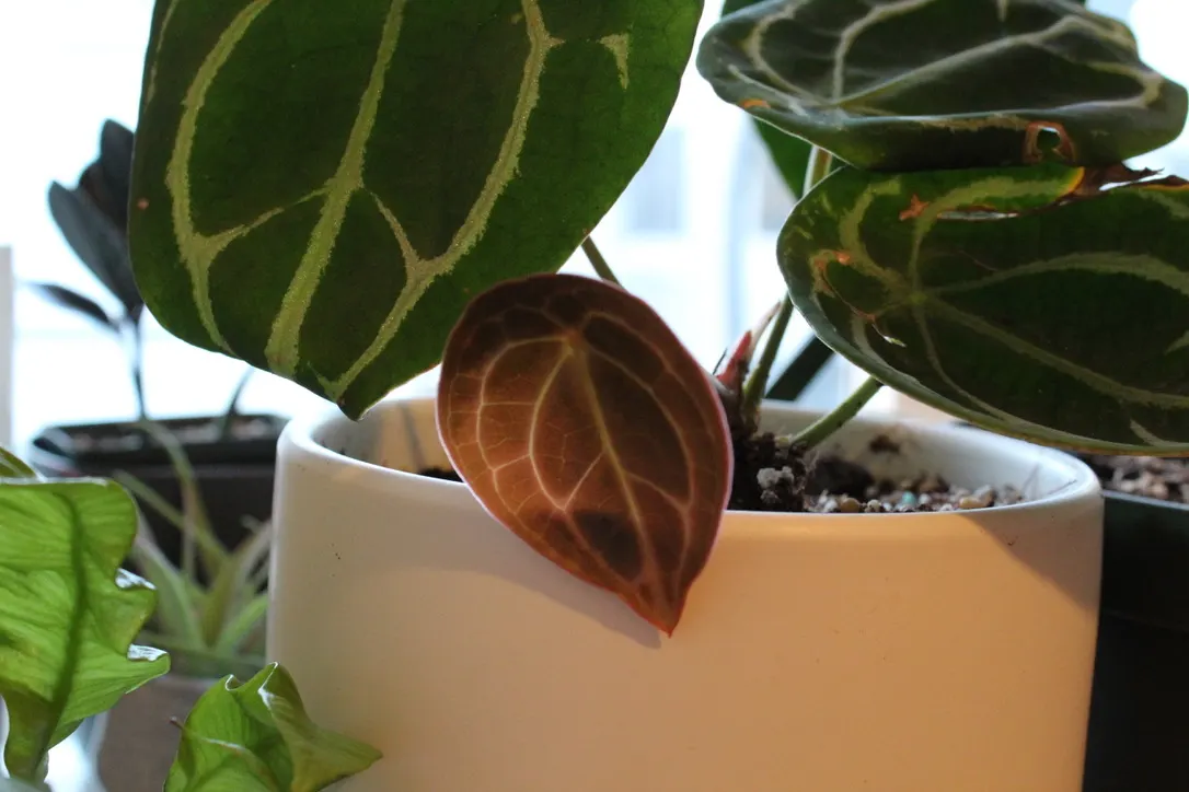 Anthurium Forgetii Variegated