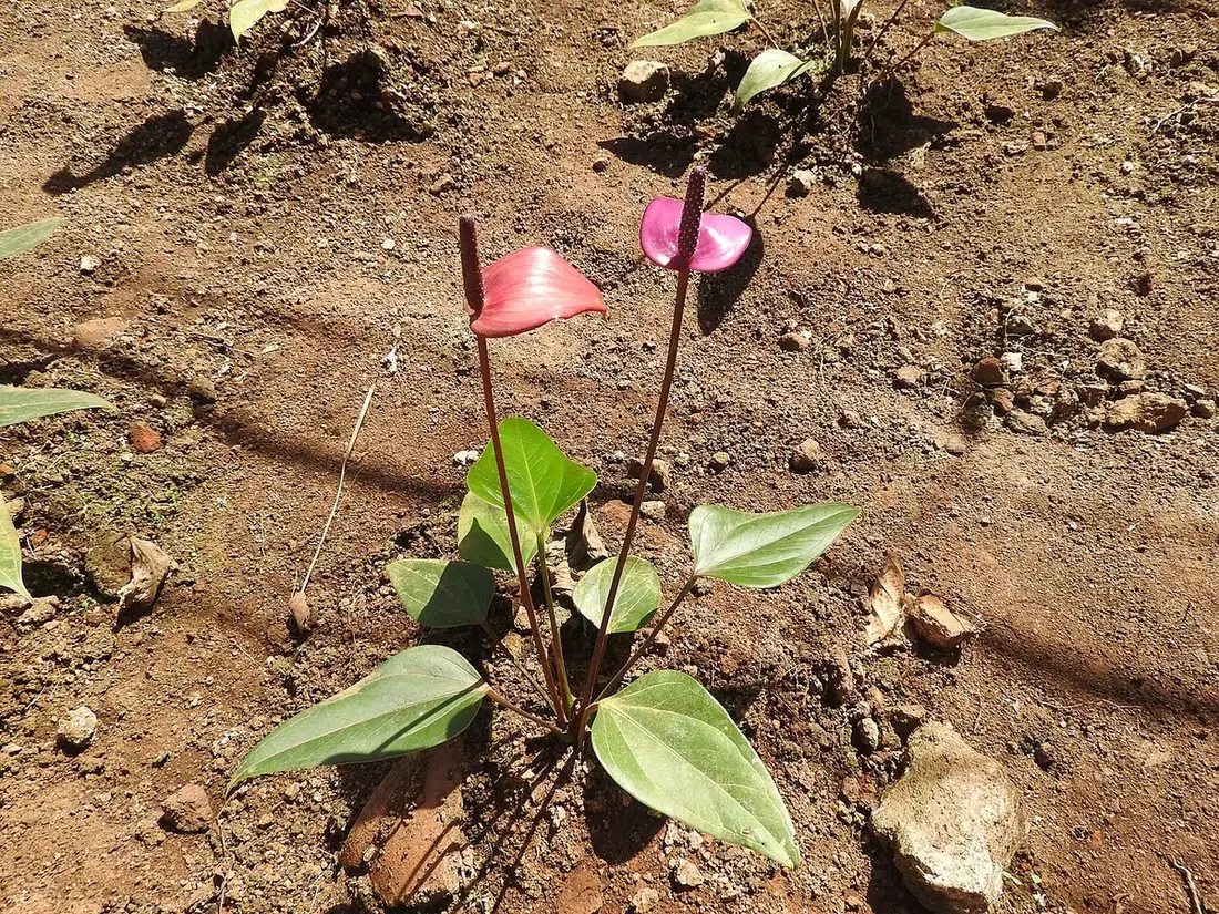 Anthurium Dark Phoenix