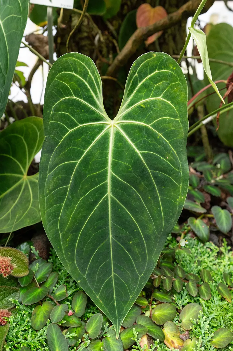 Anthurium Magnificum X crystallinum dark form