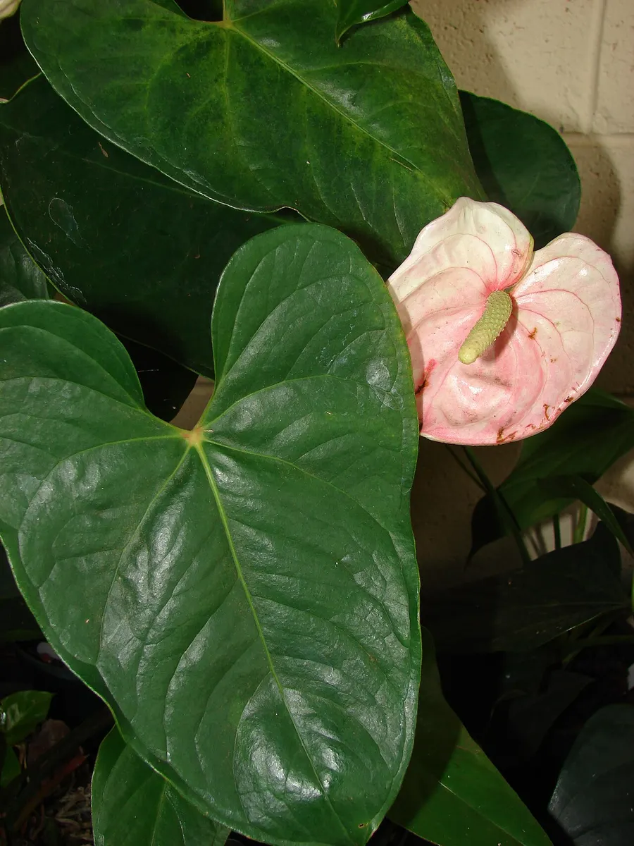 Anthurium Ace of Spades