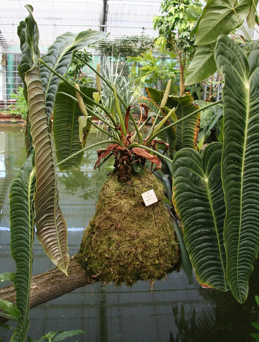 Anthurium Veitchii