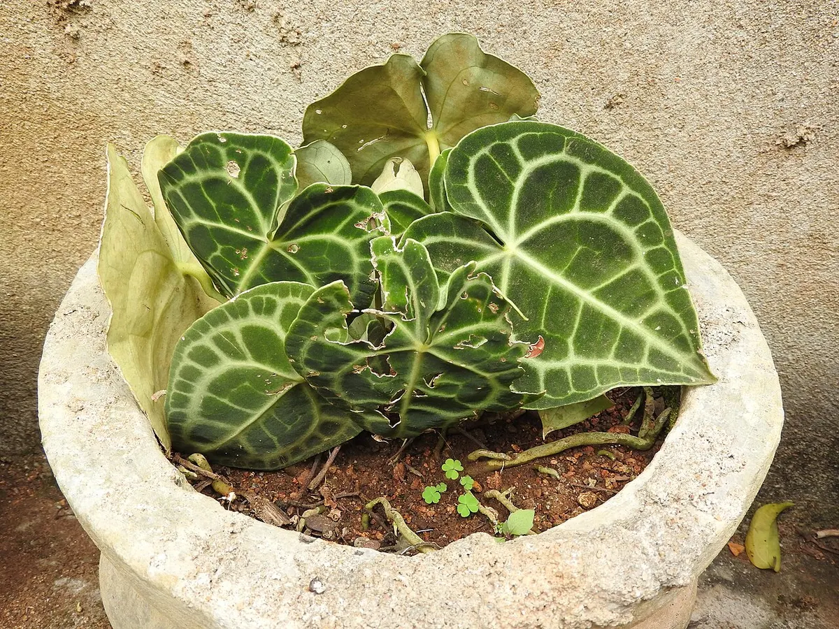 Anthurium Clarinervium king