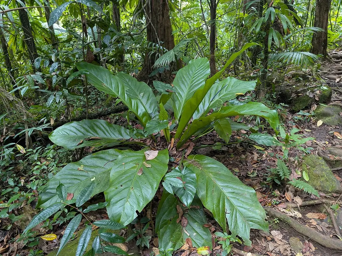 Anthurium hookeri variegated