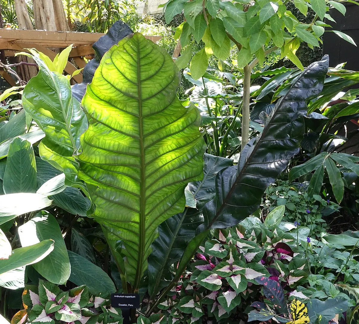 Anthurium Queen Of Hearts