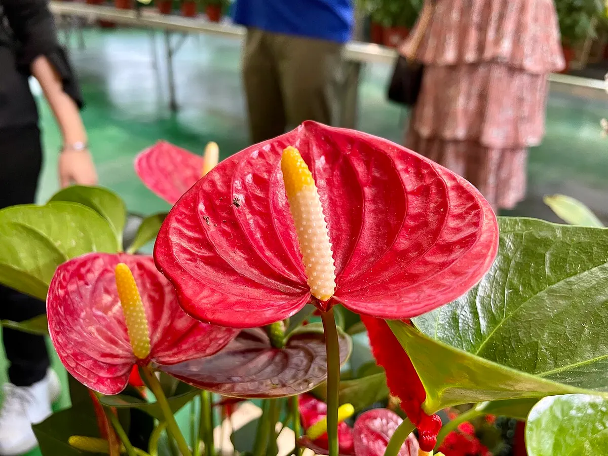 Anthurium Delta Force