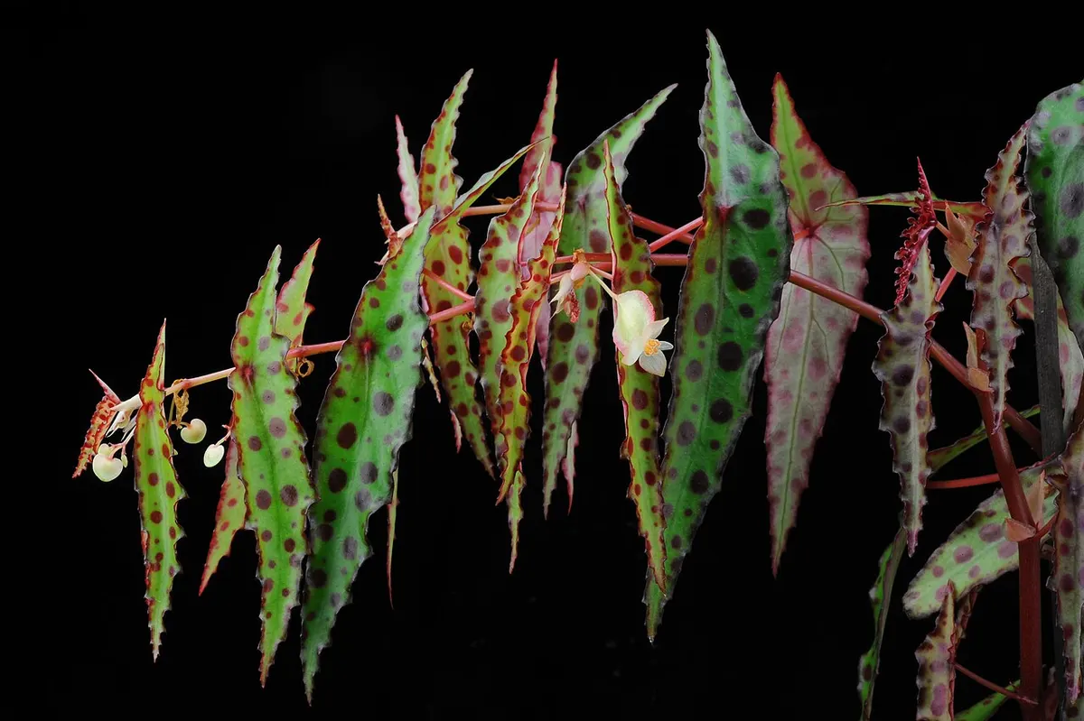 Begonia amphioxus