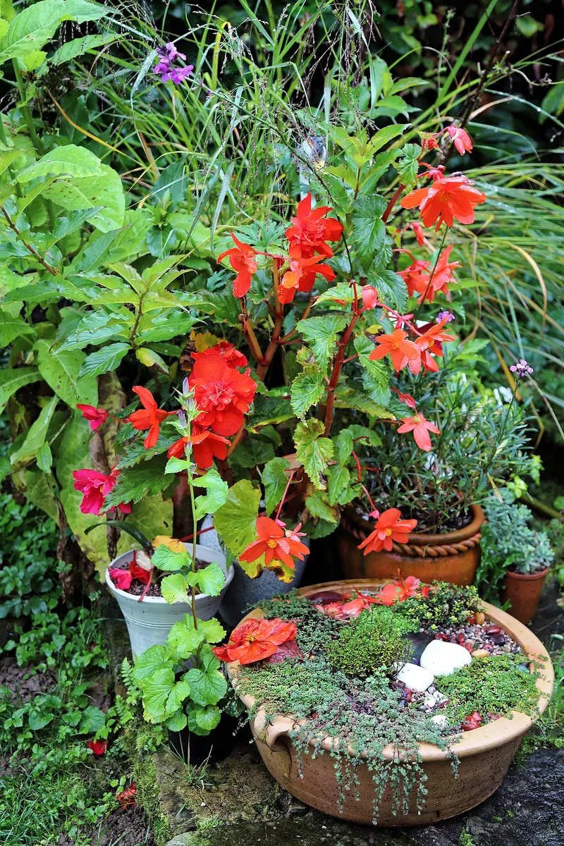 Begonia Autumn Ember