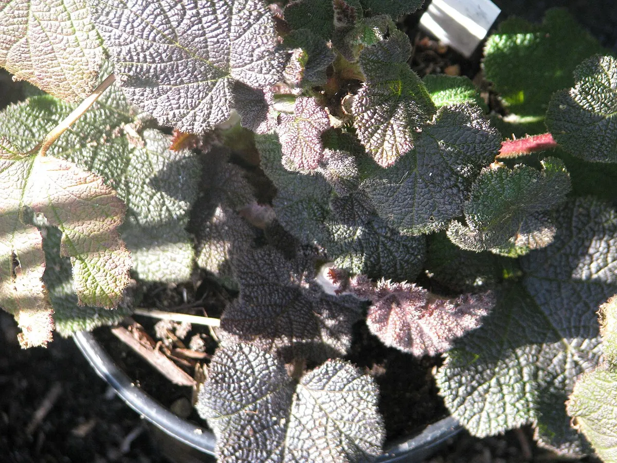 Begonia Black Velvet