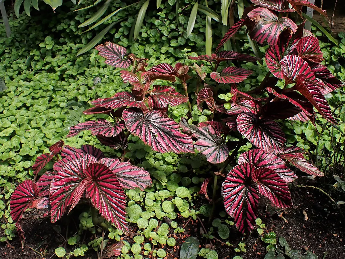 Begonia brevirimosa subsp