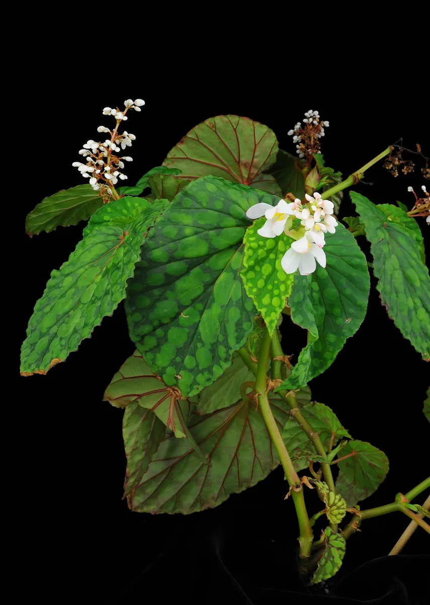 Begonia chlorosticta