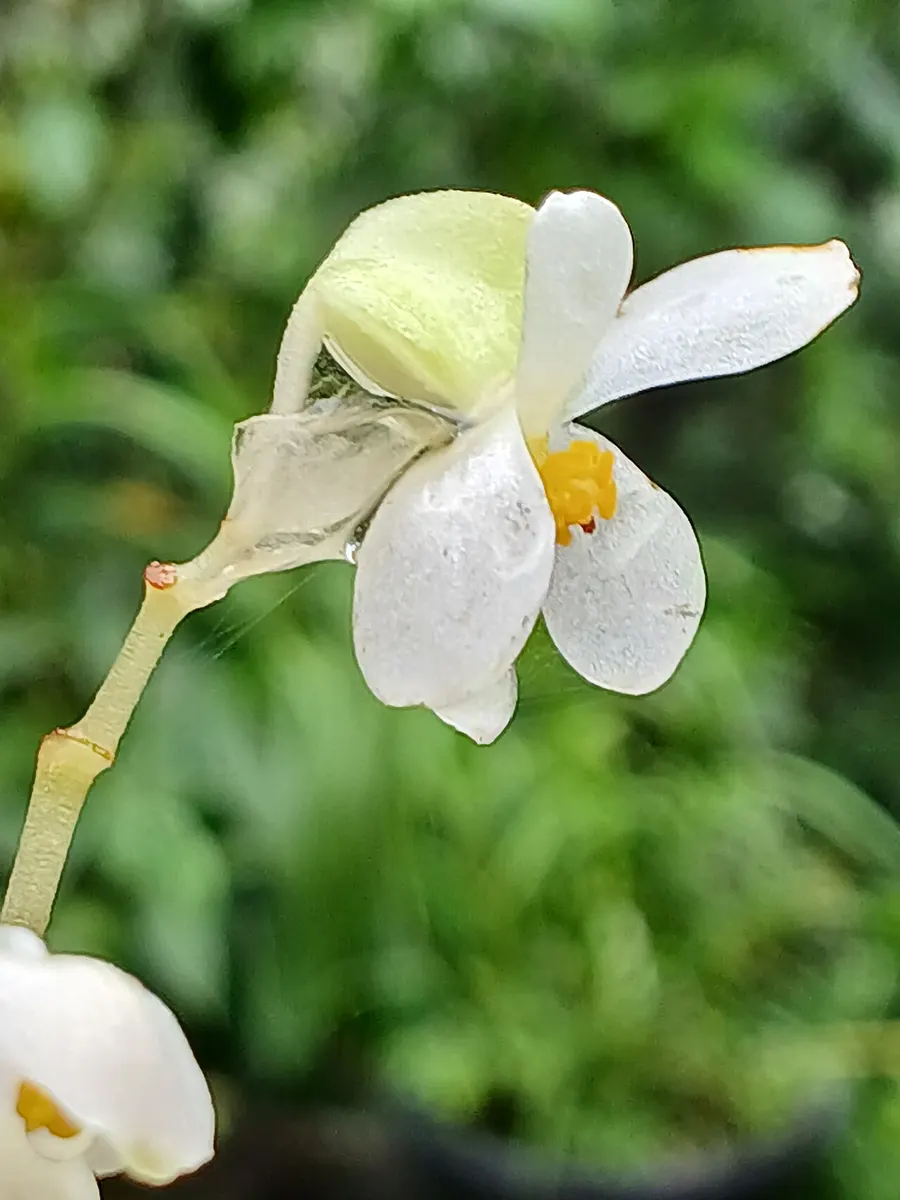 Begonia Darthvaderiana Green Spots
