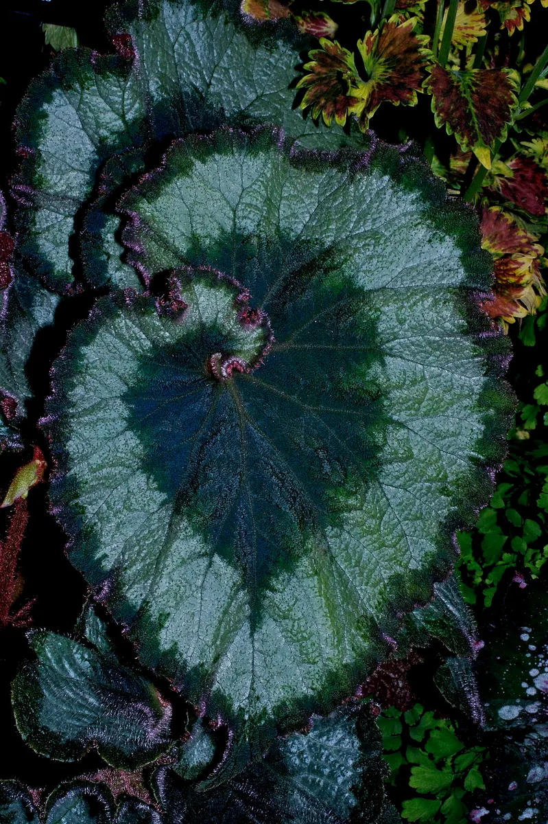 Begonia Escargot
