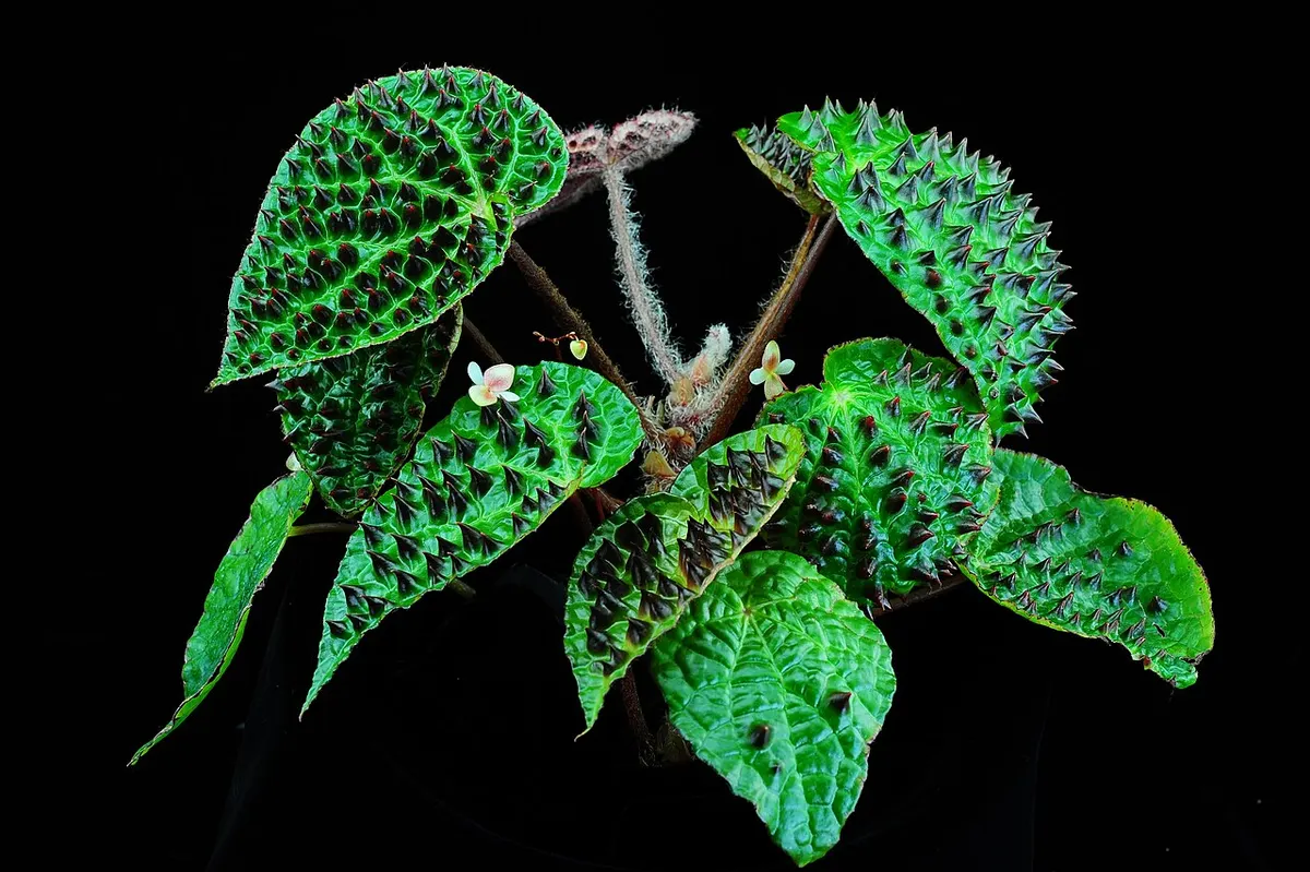 Begonia Ferox