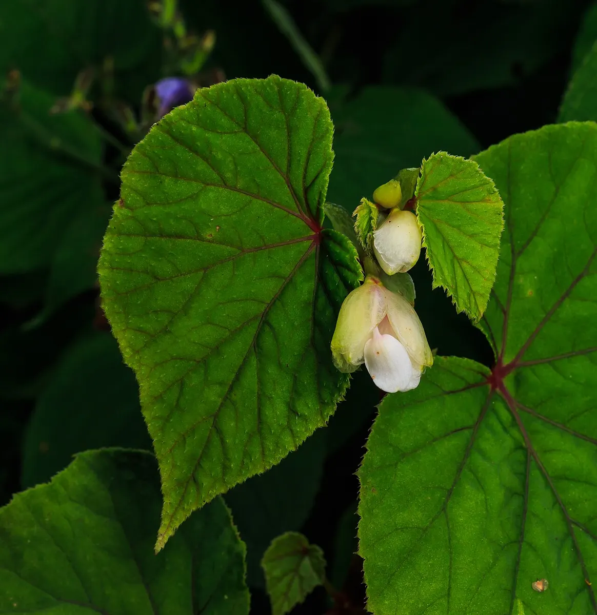Begonia fromsky