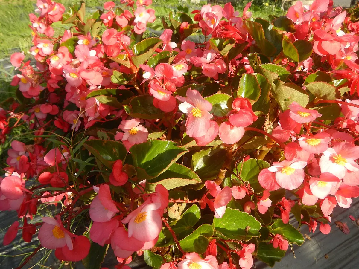 Begonia Highway