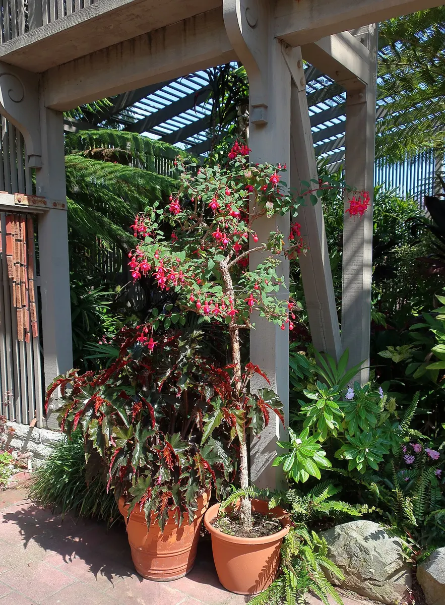 Begonia 'Irene Nuss'