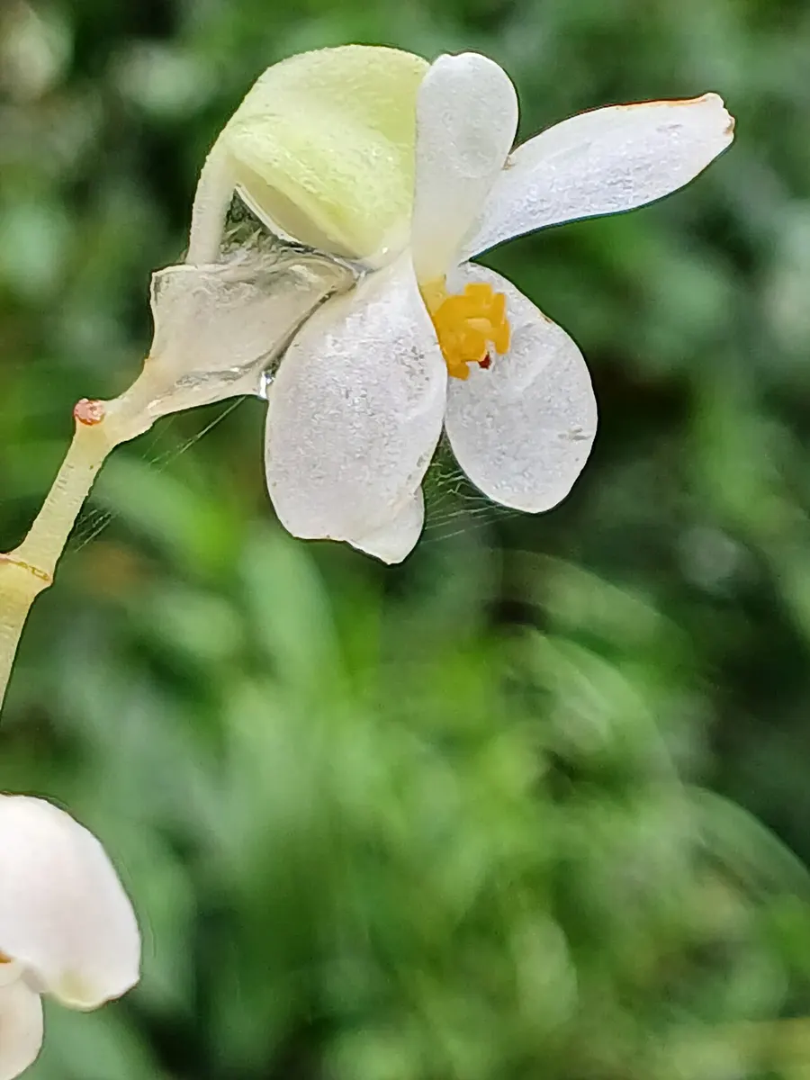 Begonia l00king giass