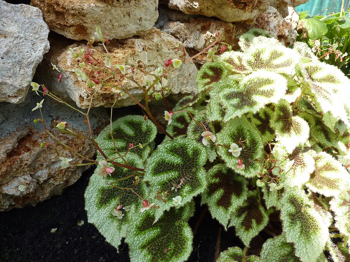 Begonia Masoniana Irmsch